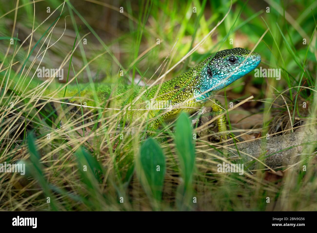 Europäische Grüne Eidechse - Lacerta viridis - große grüne und blaue Eidechse in den europäischen Mittelbreiten verteilt, Männchen mit der Zecke (Ernte-Milbe) auf t Stockfoto