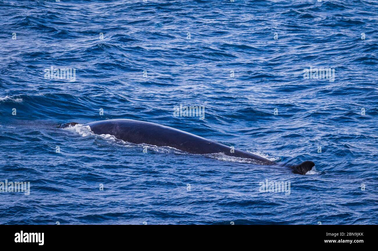 Riesiger sei Wal gleitet durch den Ozean nahe der Küste der Antarktis Stockfoto