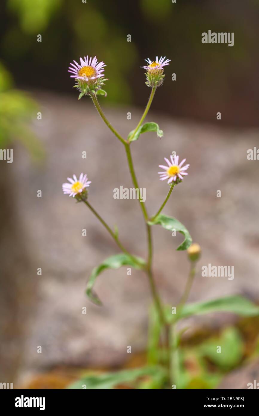 Schneeflohgane Gänseblümchen oder nördliche Gänseblümchen Erigeron nivalis, Banff National Park, Alberta, Kanada. Stockfoto