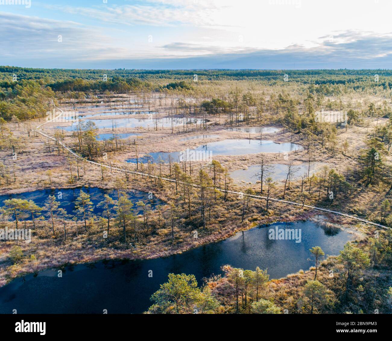 Luftaufnahme von Viru Raba oder Moorsumpf bei Lahemaa national park im Herbst Stockfoto