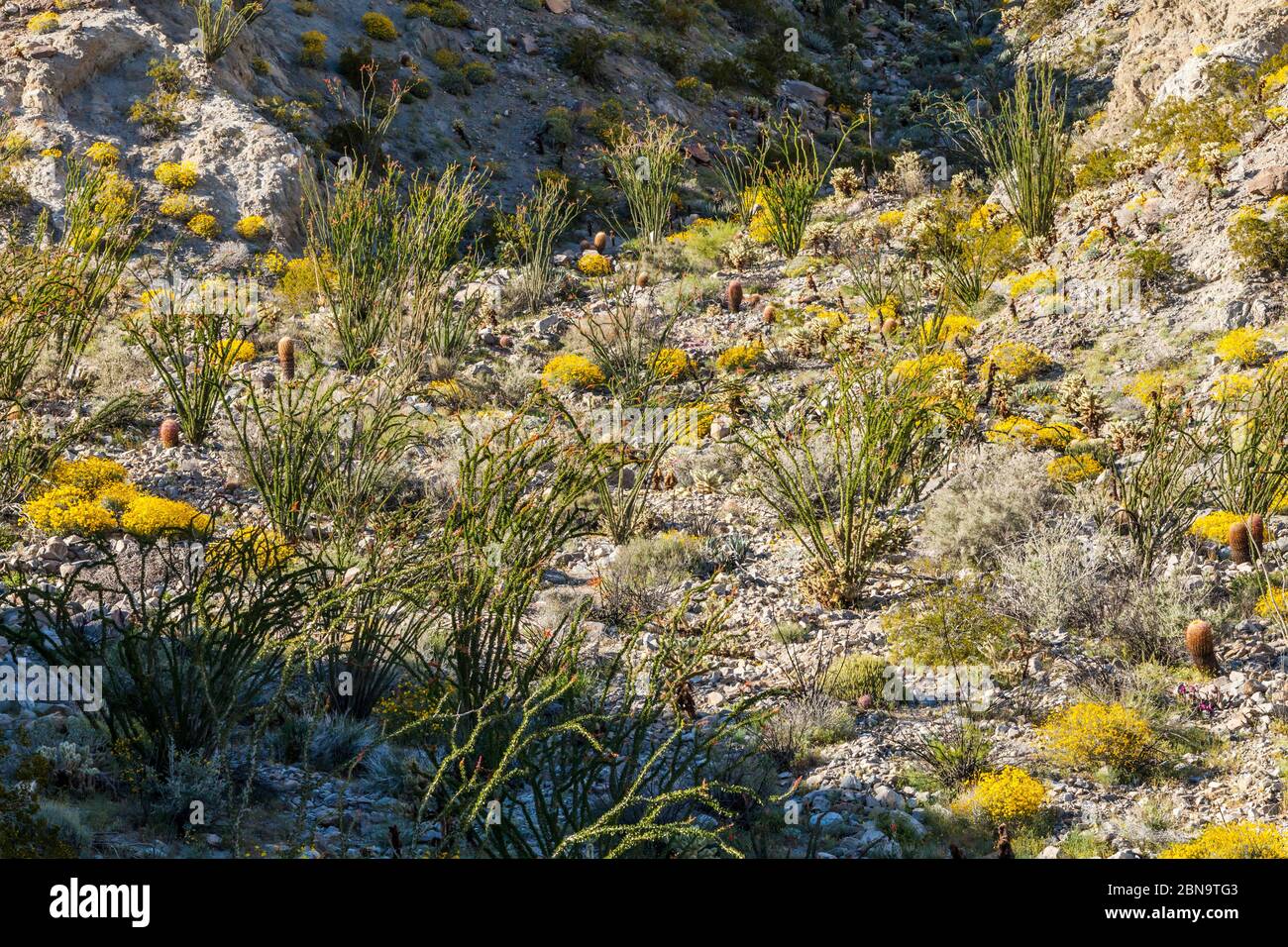 Die Wüstenblüte 2017 im Anza Borrego Desert State Park, Kalifornien, USA. In der Nähe des Tamarisk Grove Campground auf der Yaqui Pass Road und der State Route 78. Stockfoto