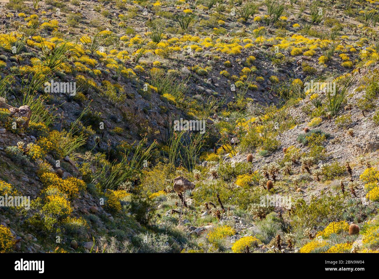 Die Wüstenblüte 2017 im Anza Borrego Desert State Park, Kalifornien, USA. In der Nähe des Tamarisk Grove Campground auf der Yaqui Pass Road und der State Route 78. Stockfoto