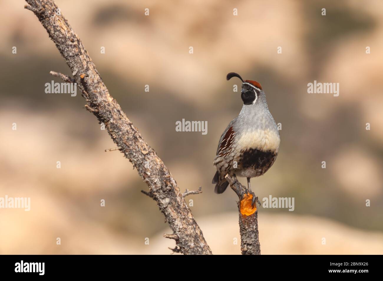 Männliche Gambel's quail (Callipepla gambelii) sitzt auf einem Ast, Joshua Tree National Park, Kalifornien, USA Stockfoto