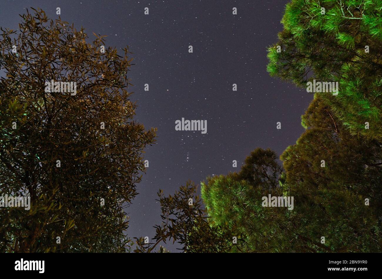 Sternenhimmel und Bäume. Nachthimmelfotografie Stockfoto