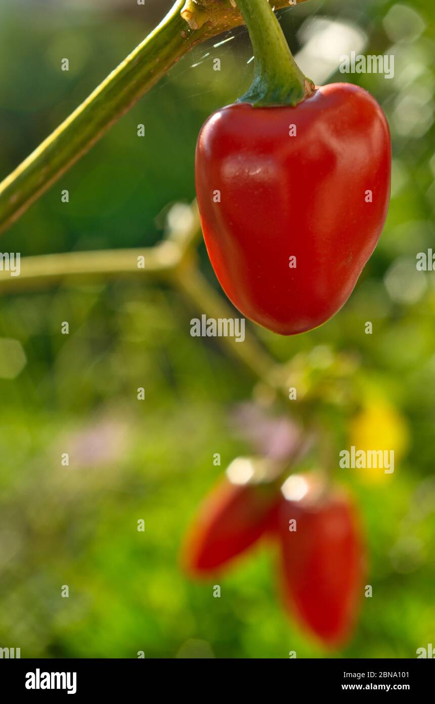 Rote Paprika wächst aus nächster Nähe. Speisen und Getränke Thema Stockfoto