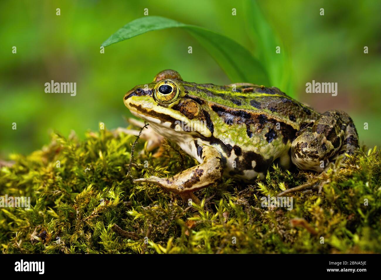 Unauffällig essbarer Frosch versteckt sich im Sommer unter einem grünen Blatt Stockfoto