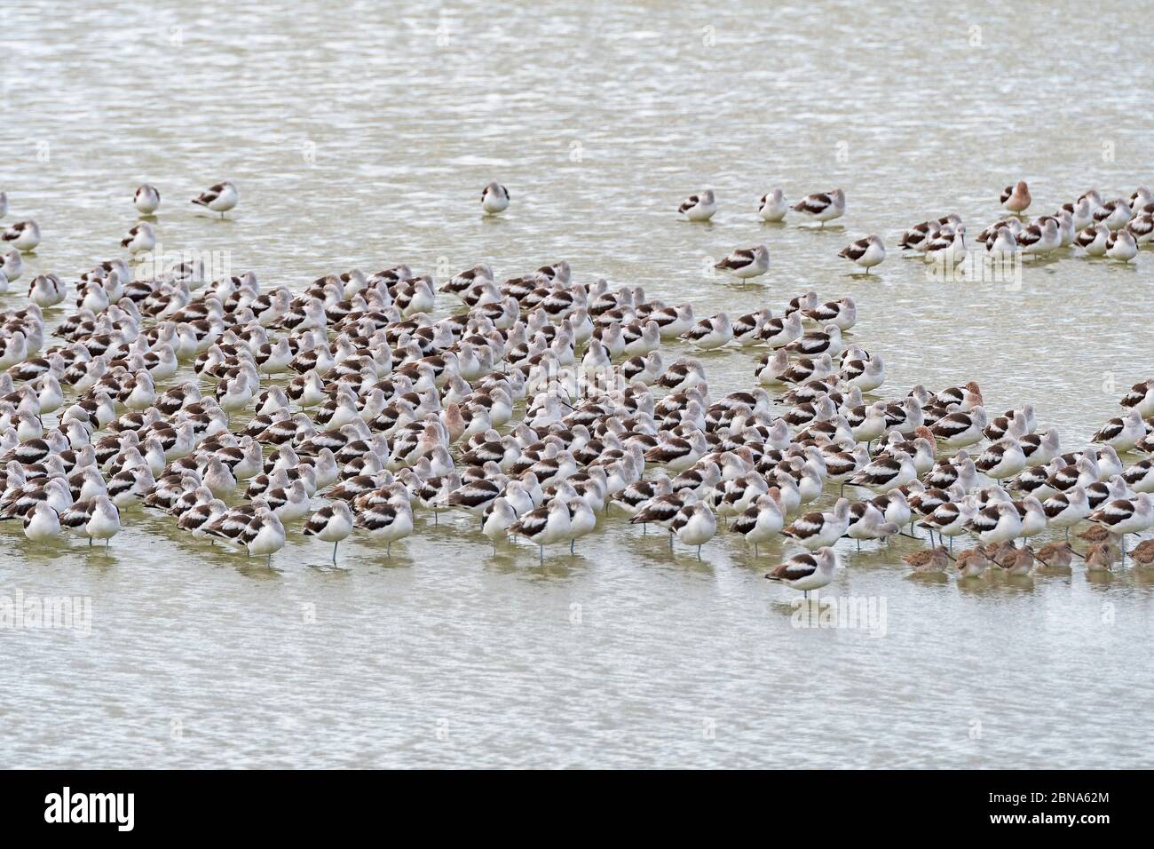 Eine Herde Avocets, die in einem Feuchtgebiet im Port Aransas Birding Center in Texas ruhen Stockfoto