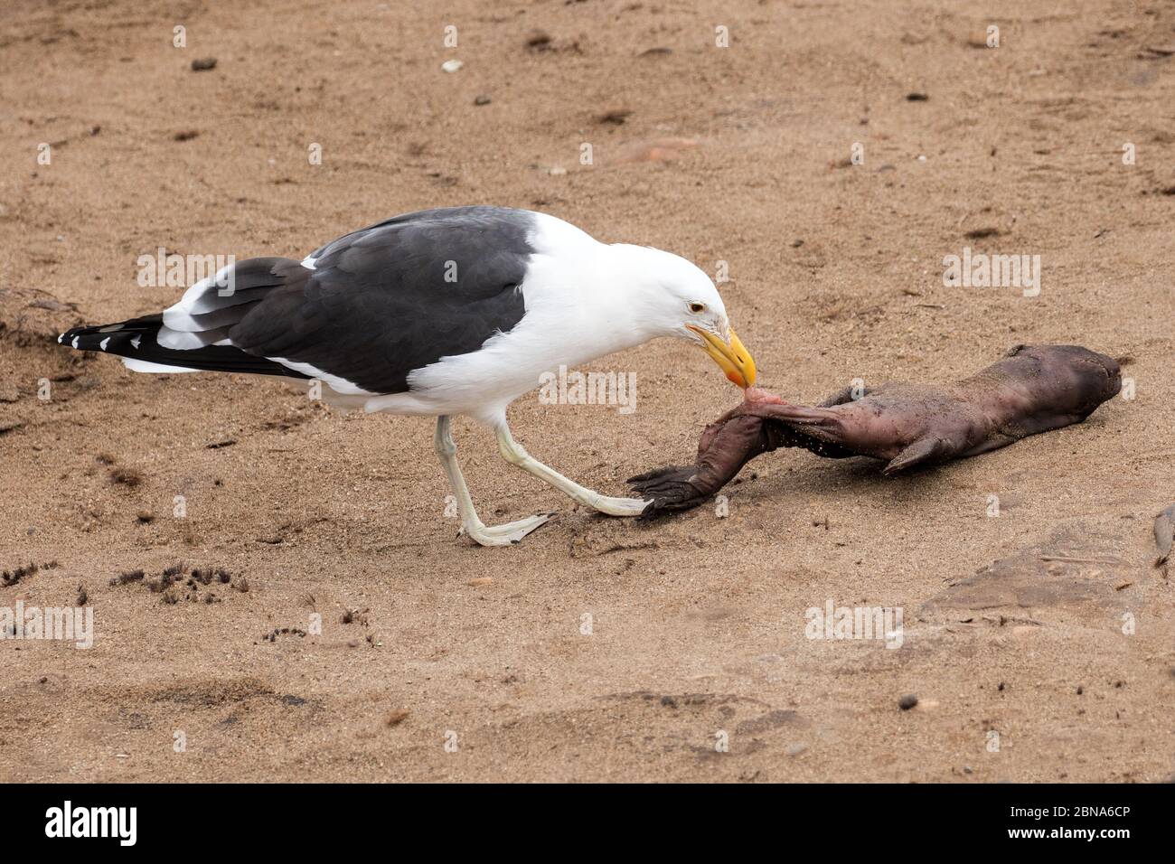 Dead Cape fur Seal Welpen werden von Kelp Gull geprellt Stockfoto