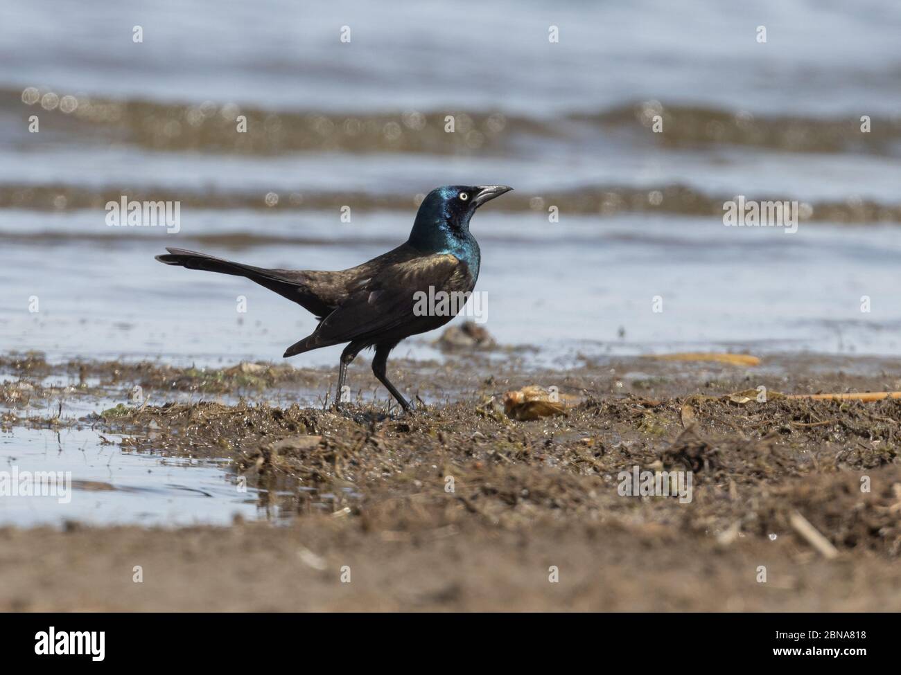 Common Grackle 23. April 2020 Lake Thompson, South Dakota Stockfoto
