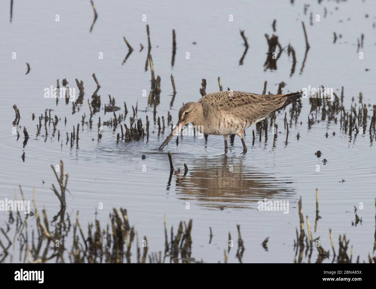 Hudsonian Godwit 19. April 2020 Minnehaha County, South Dakota Stockfoto