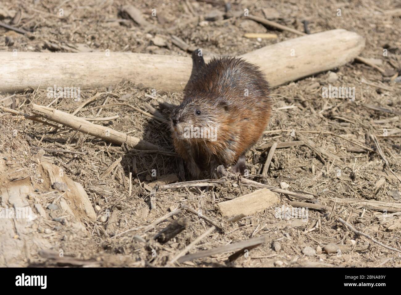 Bisamratte 23. April 2020 Lake Thompson, South Dakota Stockfoto
