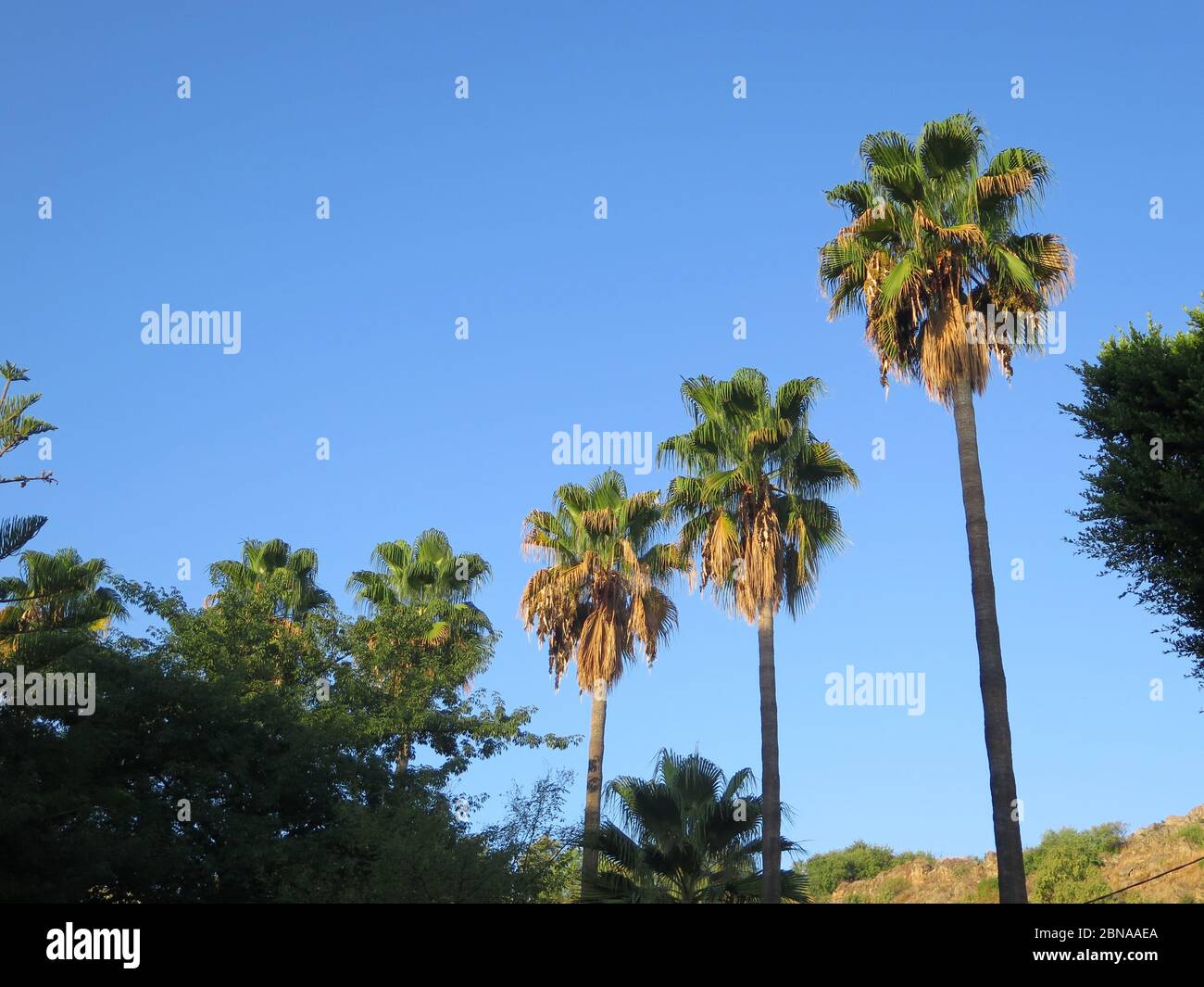 Drei hohe Palmen gegen blauen Himmel im andalusischen Dorf Stockfoto