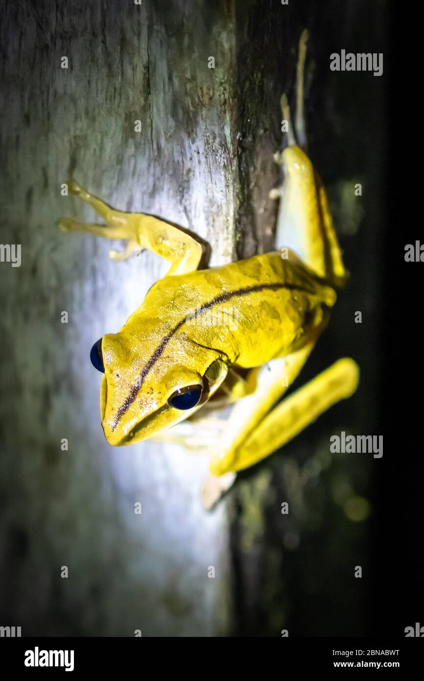 Weiß gesäumter Laubfrosch (Phyllomedusa vaillantii) bei Nacht im peruanischen Amazonas Stockfoto