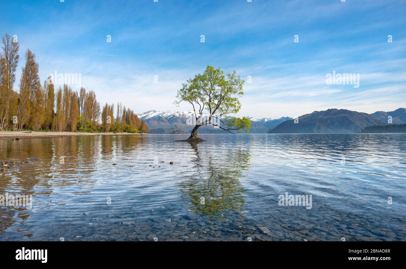 Ein einziger Baum steht im Wasser, Wanaka See, der Wanaka Baum, Roys Bay, Otago, Südinsel, Neuseeland, Ozeanien Stockfoto