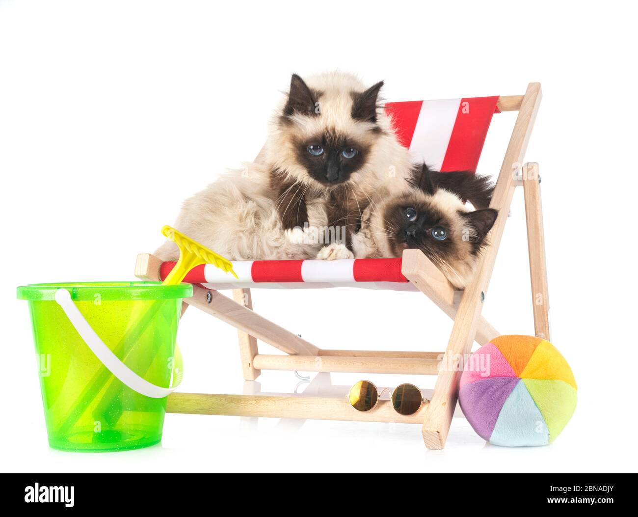 birman Katzen vor weißem Hintergrund Stockfoto