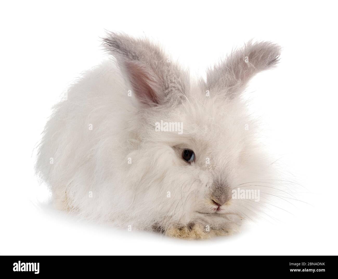 Angora vor weißem Hintergrund Stockfoto