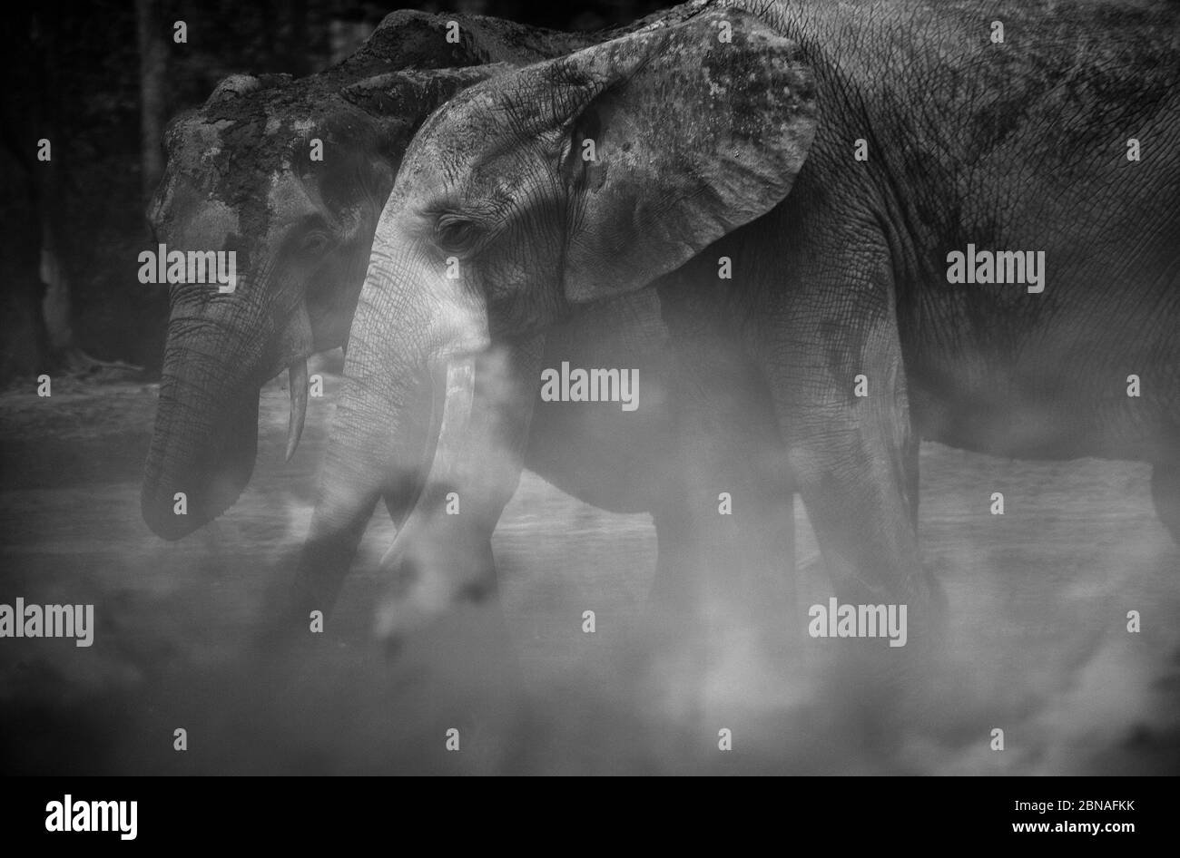 Afrikanische Waldelefanten (Loxodonta africana cyclotis) in Dzanga Bai. Elefanten besuchen die Waldlichtungen (BAI), um Salz zu erhalten, das in t gelöst wird Stockfoto