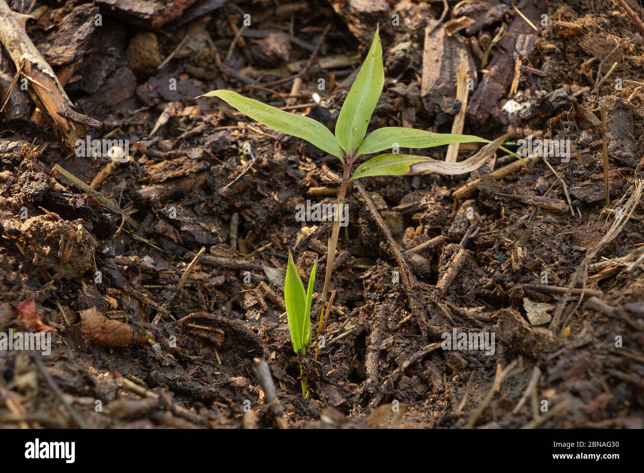 Junger Mosso Bambus im Garten. Neue Triebe wachsen Stockfotografie - Alamy