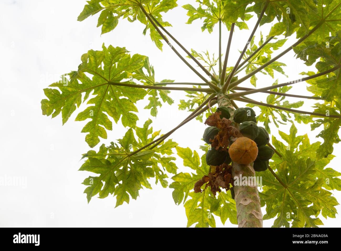 Niedrige Winkelansicht des Bio Papaya Baum mit einer reifen gelben Frucht und unreifen grünen Früchten Stockfoto