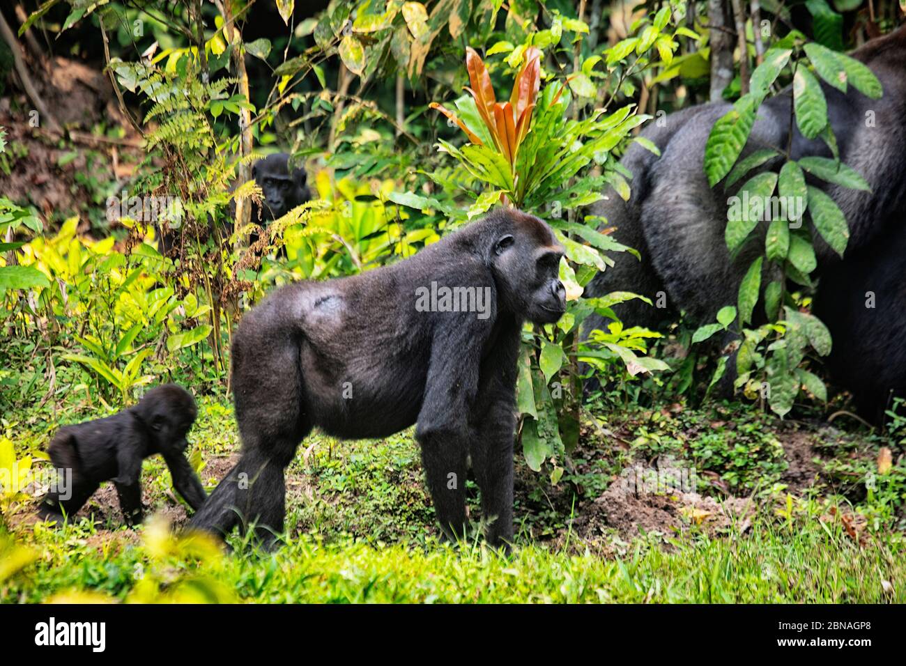 Gorilla Gorilla (Gorilla Gorilla Gorilla). Dominanter Silberrücken-Rüde. Bai Hokou. Dzanga Sangha Special Dense Forest Reserve, Central African Re Stockfoto