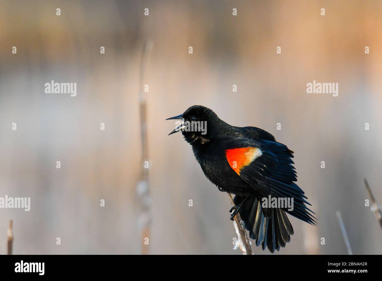 Schöne Aufnahme einer Amsel auf einem Ast eines Baum im Wald Stockfoto