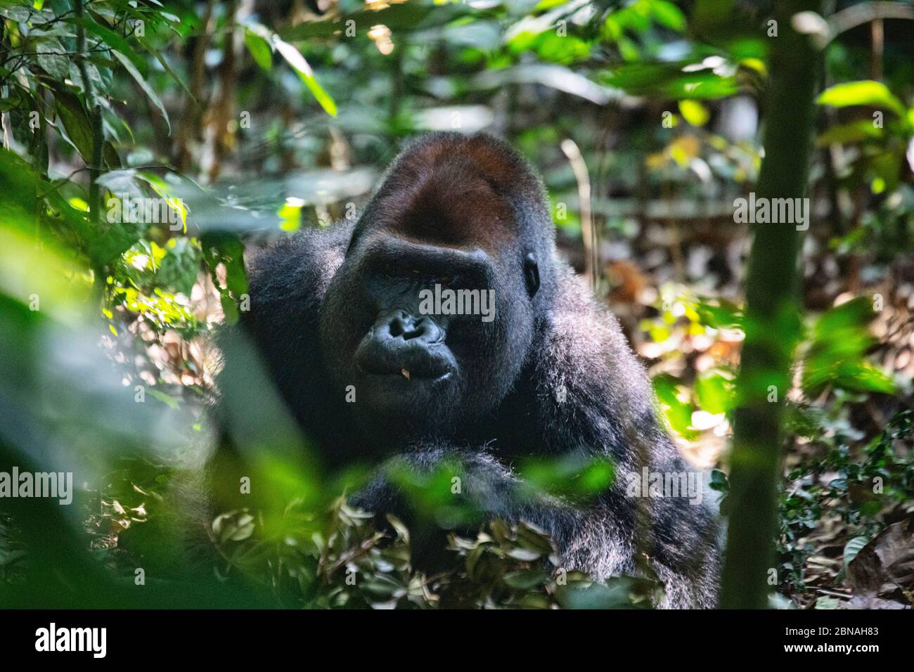 Gorilla Gorilla (Gorilla Gorilla Gorilla). Dominanter Silberrücken-Rüde. Bai Hokou. Dzanga Sangha Special Dense Forest Reserve, Central African Re Stockfoto