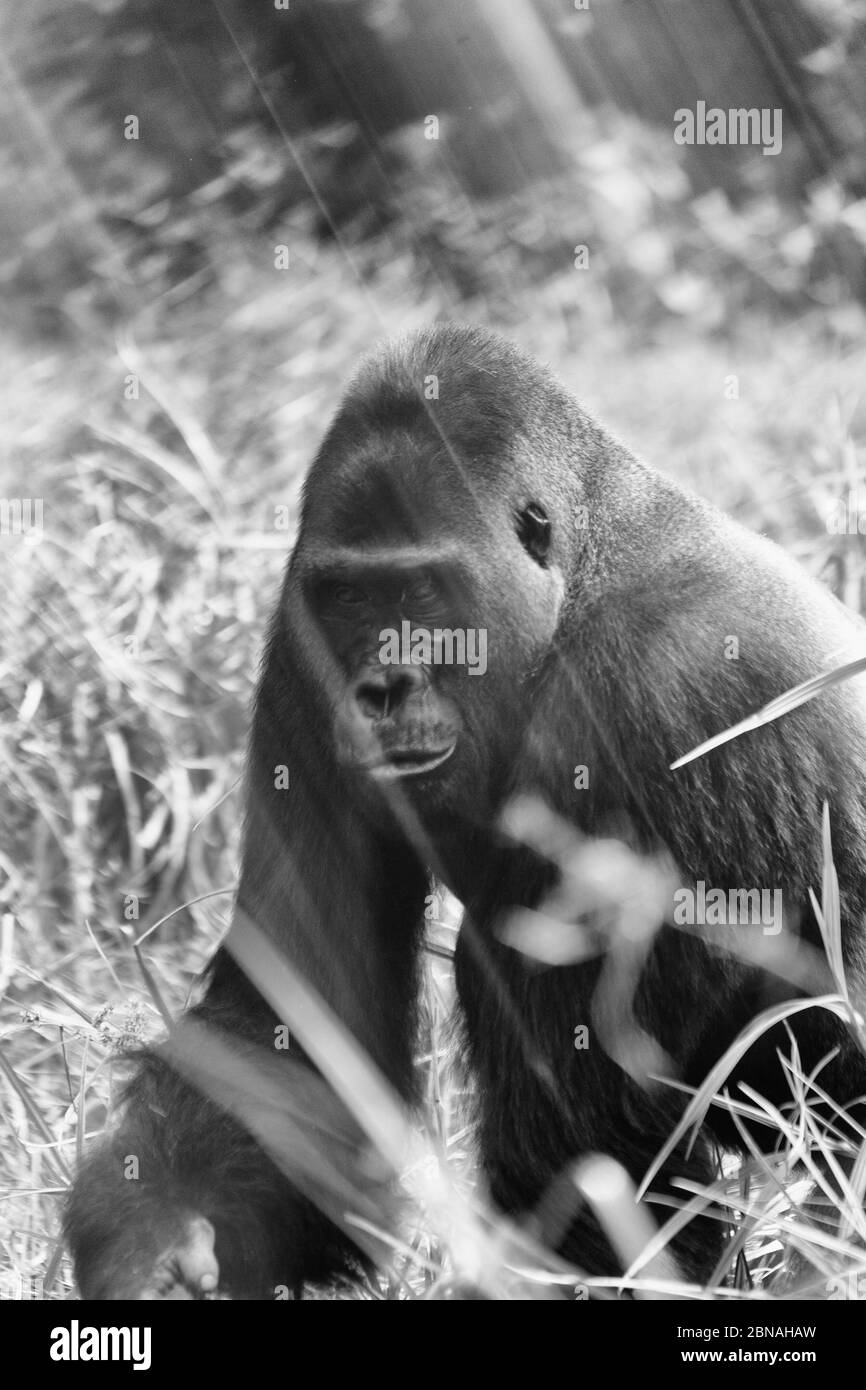 Gorilla Gorilla (Gorilla Gorilla Gorilla). Dominanter Silberrücken-Rüde. Bai Hokou. Dzanga Sangha Special Dense Forest Reserve, Central African Re Stockfoto