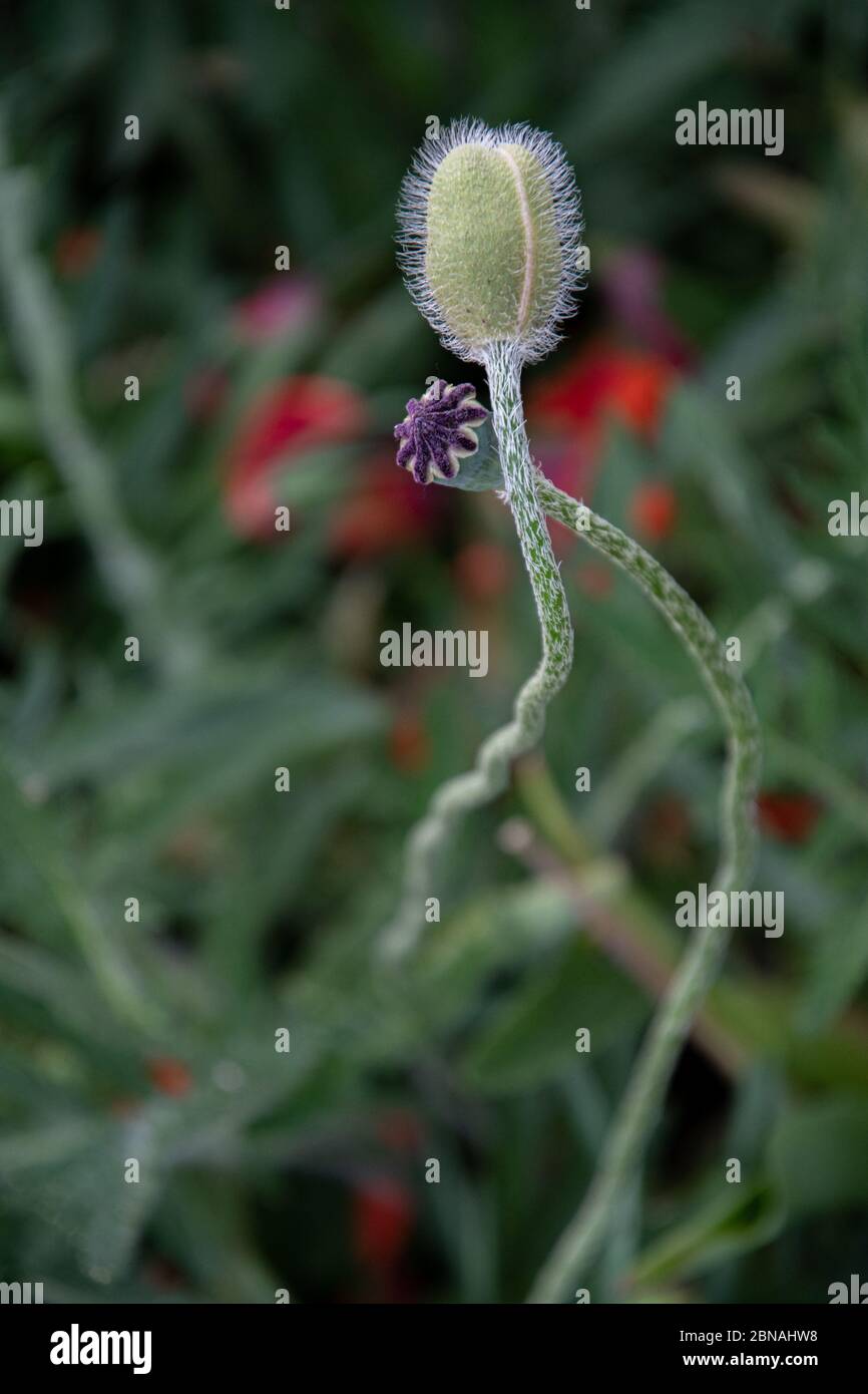 Flauschige Knospe von Mohn Blume Nahaufnahme mit Bokeh Hintergrund. Dezente Blütenknospe auf elegant geschwungenem Stiel auf verschwommenem grünen Hintergrund Stockfoto