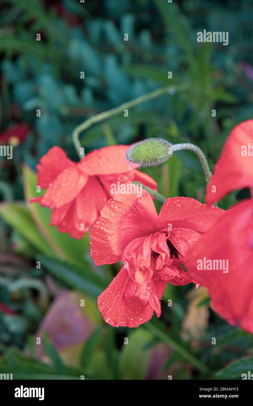 Nebelfilter Foto von nassen rosa Mohn Blumen mit Regentropfen auf zerknitterte Oberfläche der Blütenblätter. Sommerblumen im Blumengarten nach dem Gießen Stockfoto