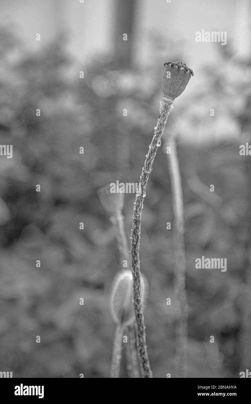 Schwarz-Weiß-Foto von Mohn-Samenkästen auf langen grünen Stielen mit verschwommenem Hintergrund. Frische Mohnpflanze auf Blumenbeet im Blumengarten Stockfoto