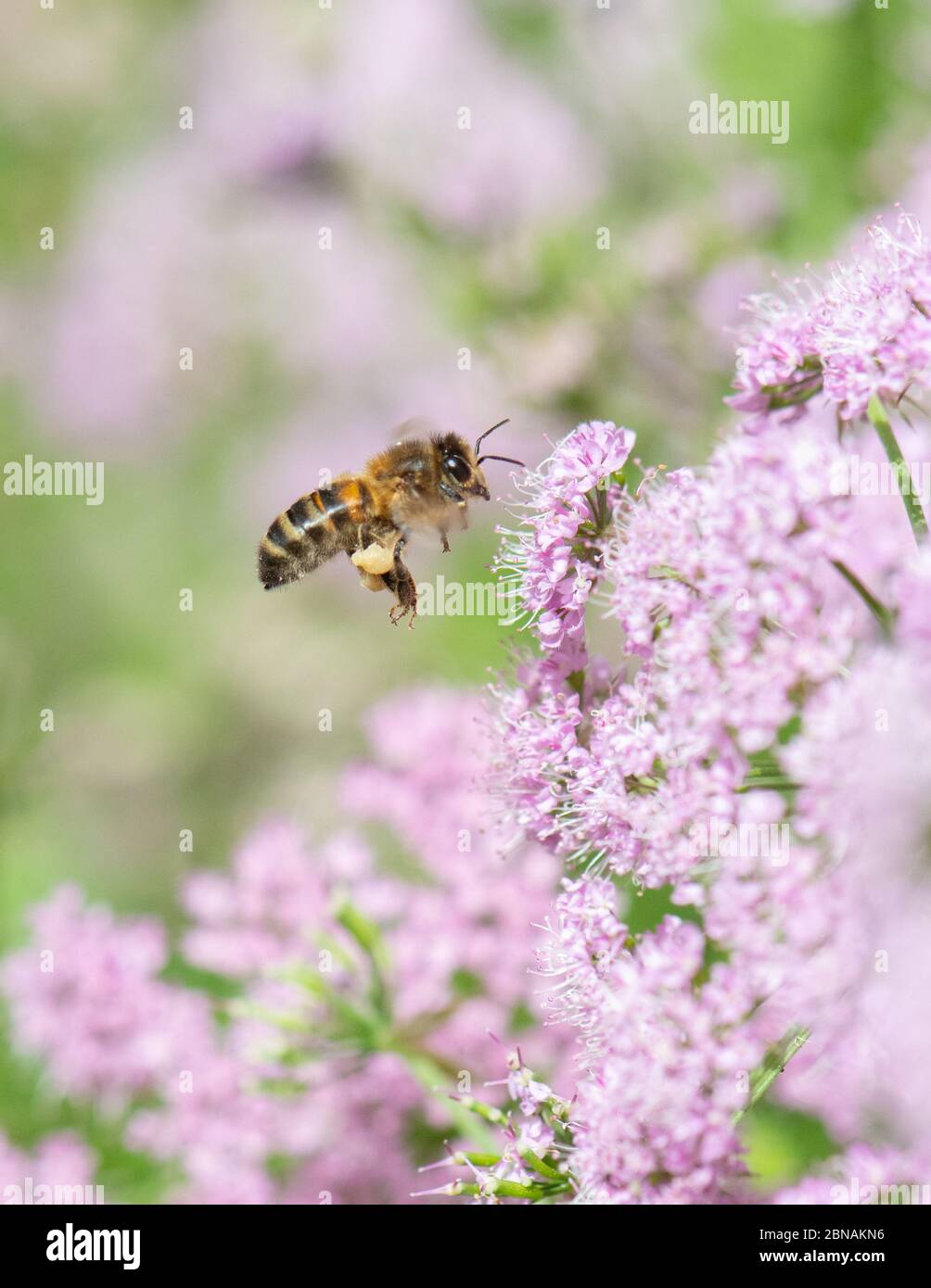 Honigbiene auf Chaerophyllum hirsutum 'roseum' in UK Spring Garden Stockfoto