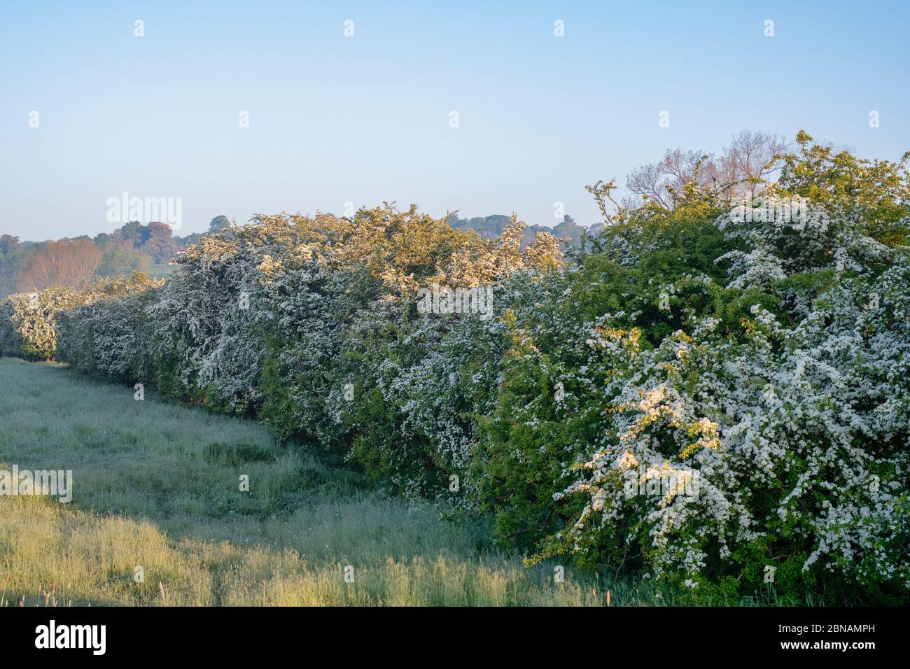 Crataegus monogyna. Weißdorn blüht in der englischen Landschaft in der frühen Morgenfrühlingslicht. Oxfordshire, England Stockfoto
