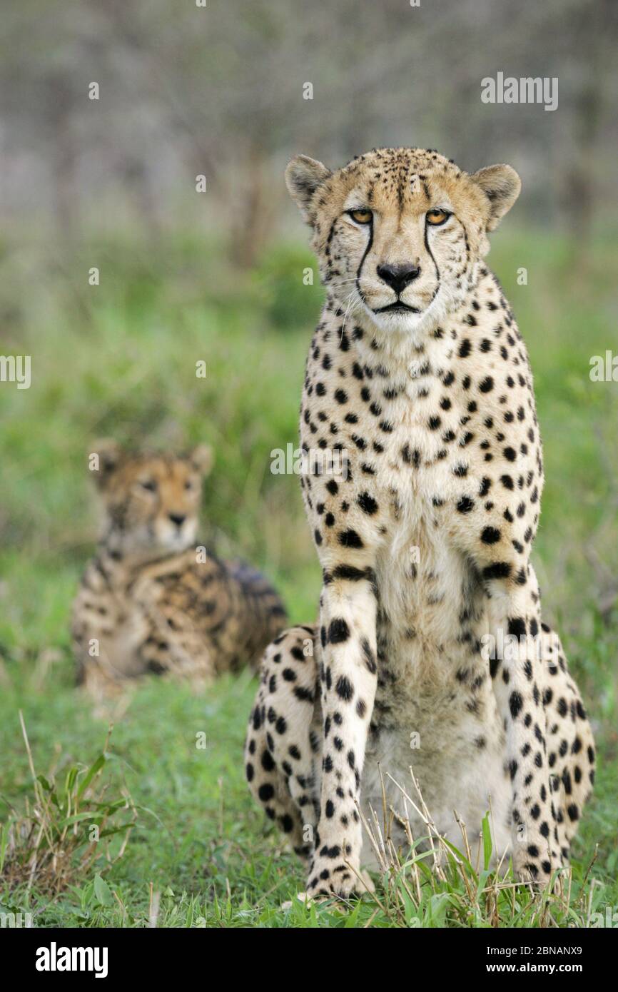 Zwei Geparden im Sommer im grünen Gras im Kruger Park Südafrika Stockfoto