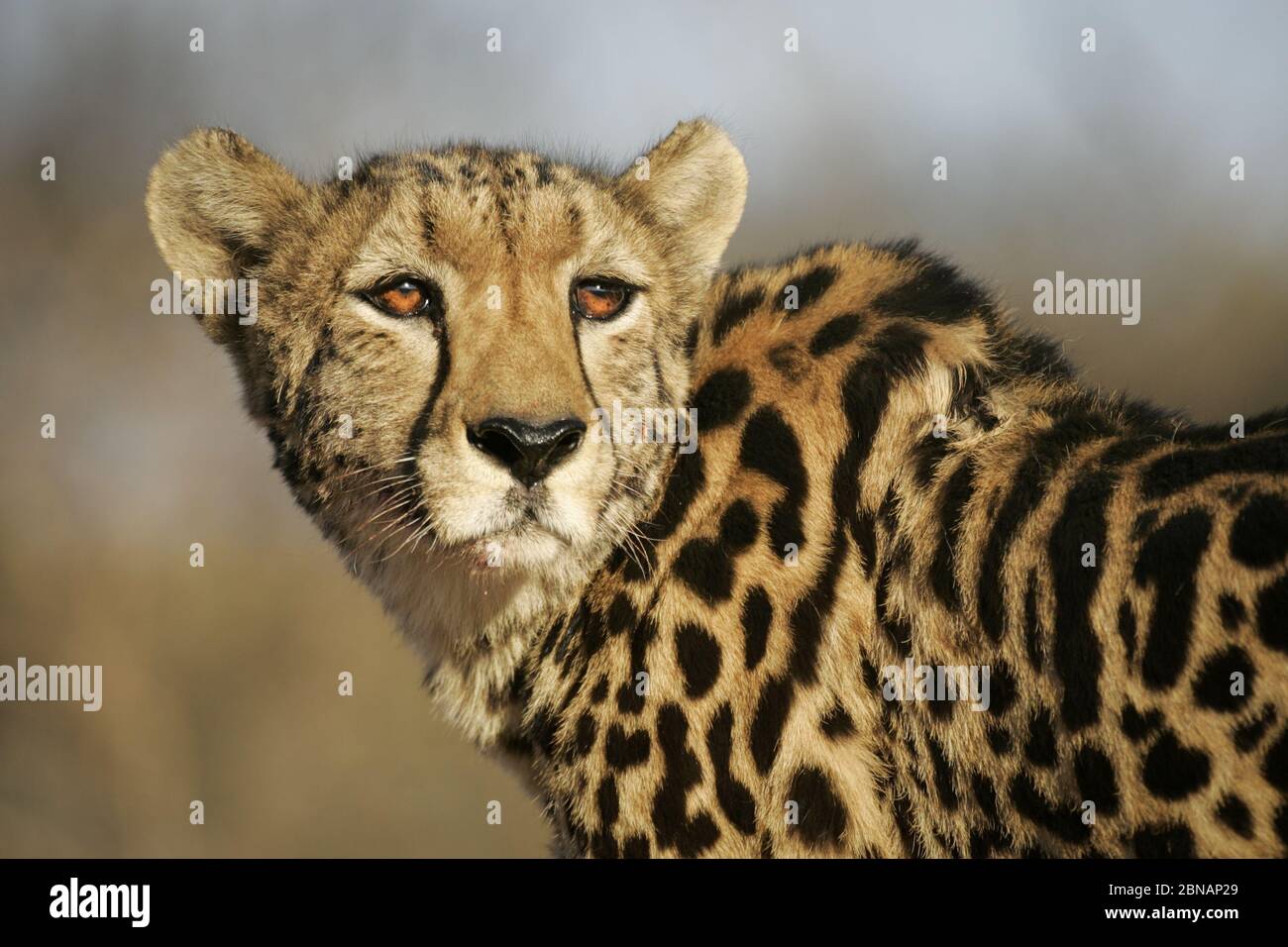 Porträt von seltenen erwachsenen Weibchen vom Aussterben bedrohten King Cheetah in Kruger Südafrika Stockfoto