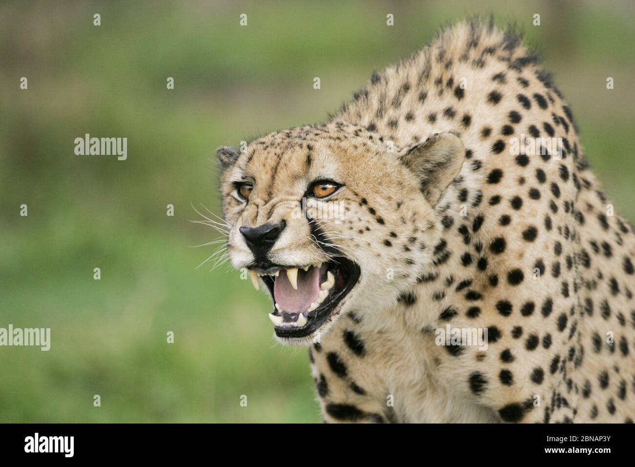 Ein Erwachsener, männlicher Afrikanischer Geparde, knurrend und aggressives Verhalten zeigend Kruger Park Südafrika Stockfoto
