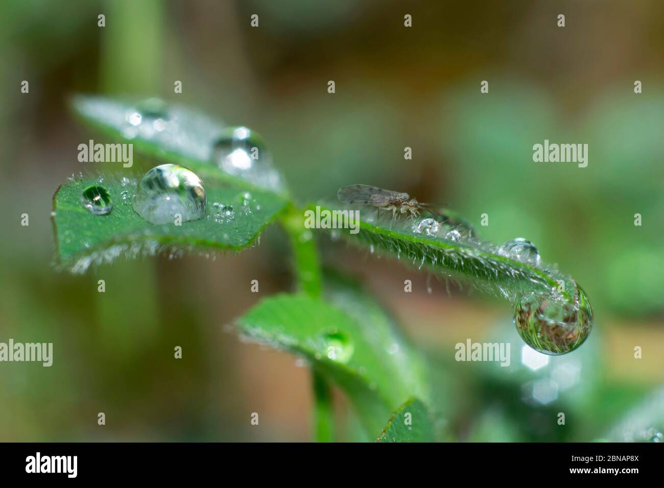 Regentropfen eines Kleeblattes auf unscharfem Hintergrund Stockfoto