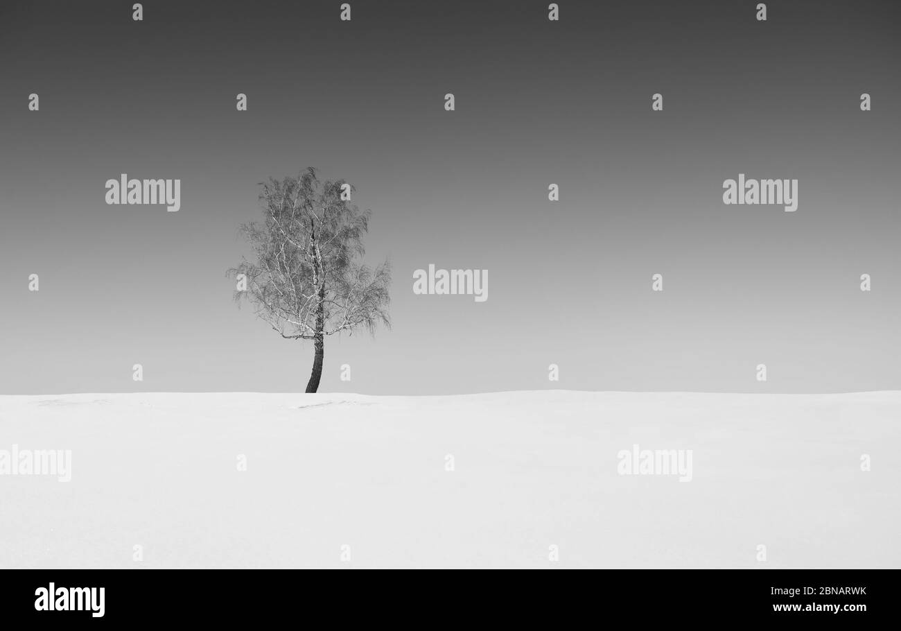 Einsamer Baum in Winterlandschaft. Stockfoto