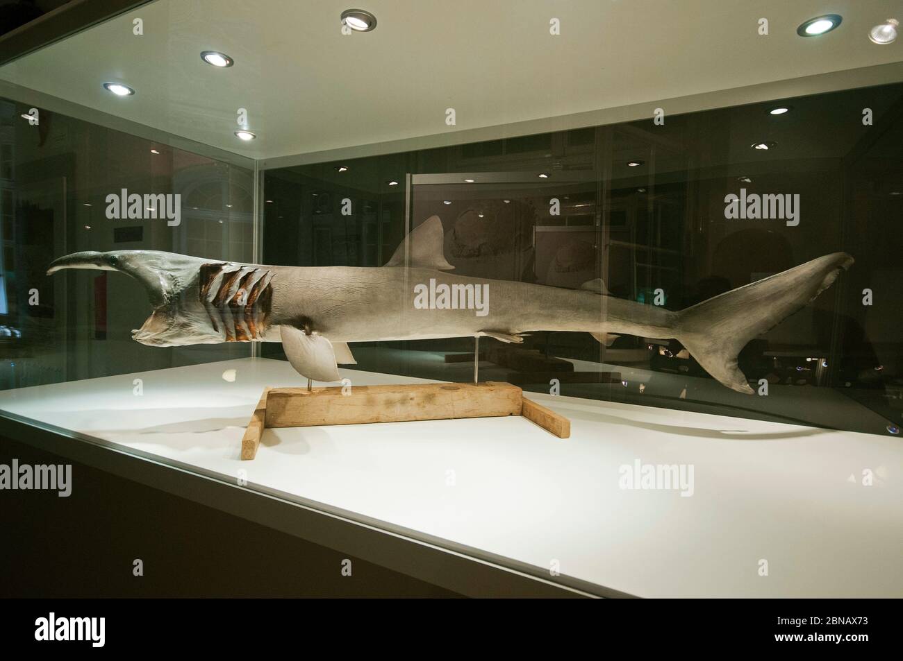 Junger Sonnenhai (Cetorhinus maximus), 2014 an der slowenischen Küste, Slowenisches Naturkundemuseum, Ljubljana, Slowenien, gefangen Stockfoto