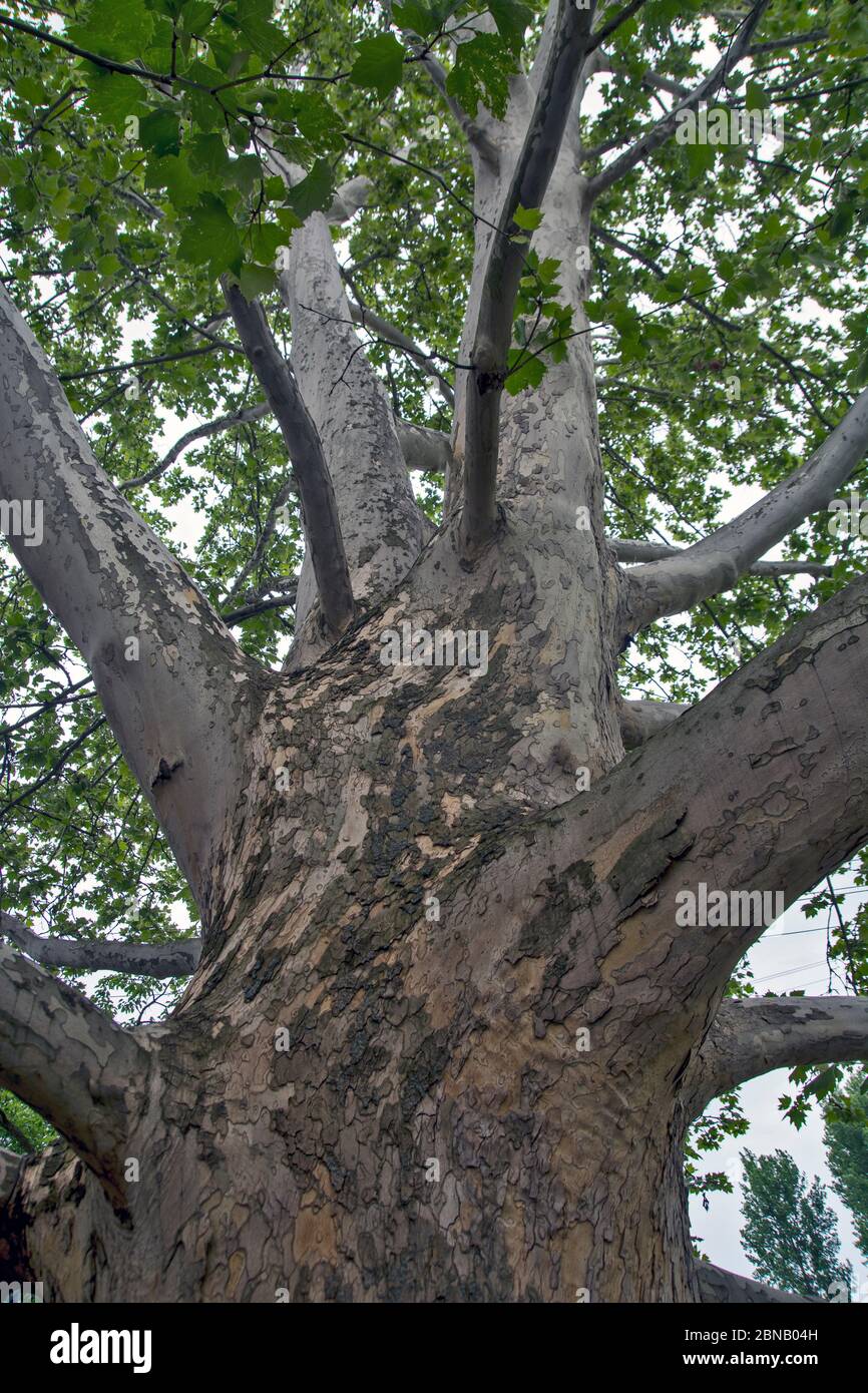 Ein großer verzweigter Baum des alten Platanus, der einen schönen Schatten schafft. Stockfoto