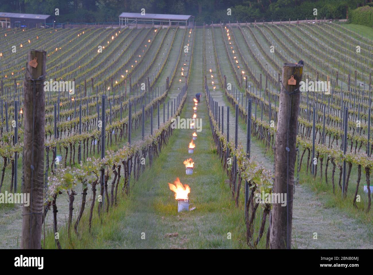 Spätfrost im albury Bio Weingut surrey Mai 2020 Stockfoto