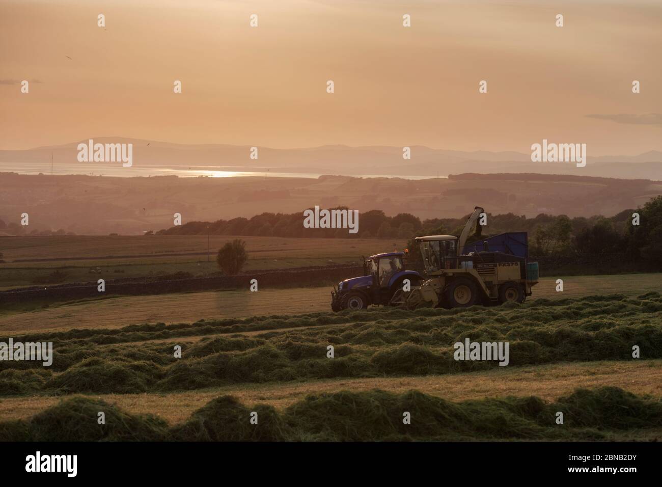 Landwirtschaftliche Unternehmer mit einem New Holland FX375 selbstfahrenden Feldhäcksler sammeln Silage auf einem Lancashire Milchviehbetrieb, Großbritannien Stockfoto