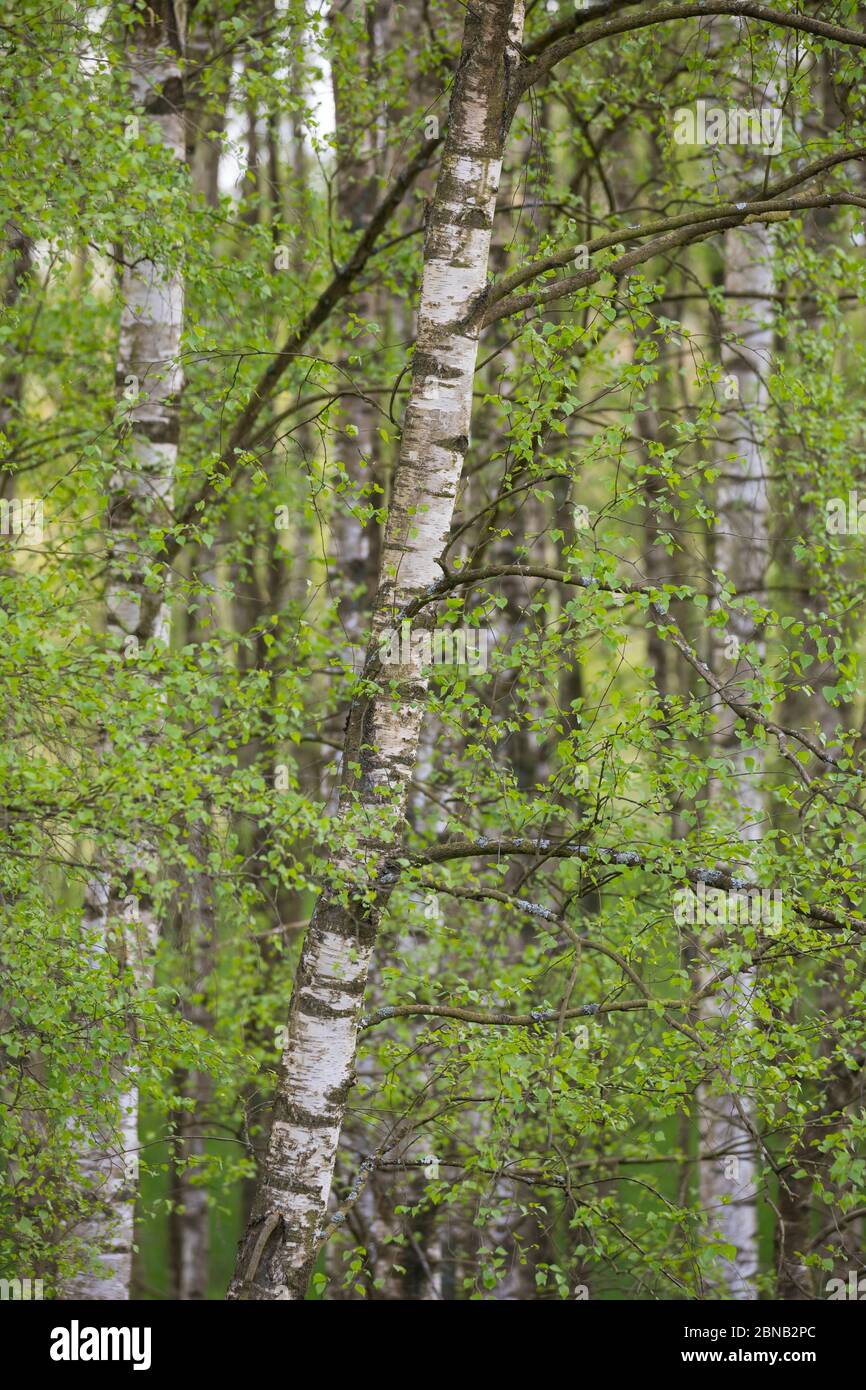 Birkenwald, Birken-Wald, Hänge-Birke, Birke, Sand-Birke, Hängebirge, Sandbirke, Weißbirke, Betula pendula, Europäische Weiße Birke, Silberbirke, Warzen b Stockfoto