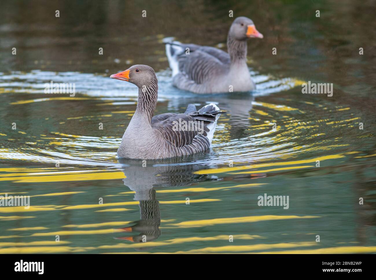 Caffrae, Scottish Borders, Großbritannien. Mai 2020. UK Wetter, Natur, Natur. Das Bild zeigt Graugänse, die am frühen Morgen paddeln, während das Sonnenlicht farbenfrohe Reflexe auf das Wasser eines Teiches in Caffrae in den Scottish Borders wirft. Die Graugans ist eine Art von Großgans aus der Familie der Wasservögel Anatidae und der Typusart der Gattung Anser. Es hat gefleckte und verbarrte graue und weiße Gefieder und einen orangen Schnabel und rosa Beine. Als großer Vogel misst er zwischen 74 und 91 Zentimeter Länge und wiegt durchschnittlich 3.3 Kilogramm. Kredit: phil wilkinson/Alamy Live News Stockfoto