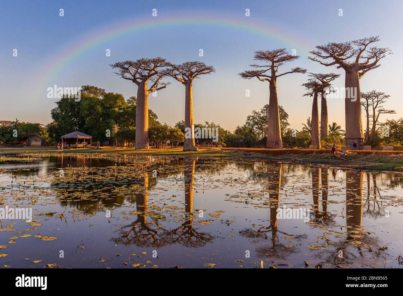 Die Allee oder Gasse der Baobabs, Madagaskar Stockfoto