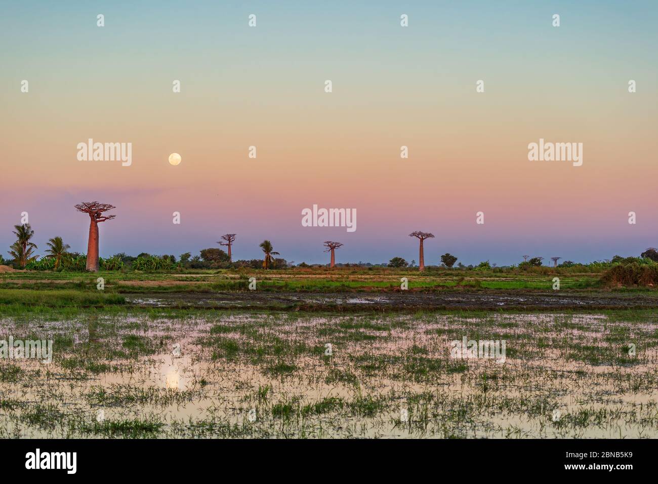 Schöne Baobab Bäume bei Sonnenuntergang an der Allee der Baobabs in Madagaskar Stockfoto