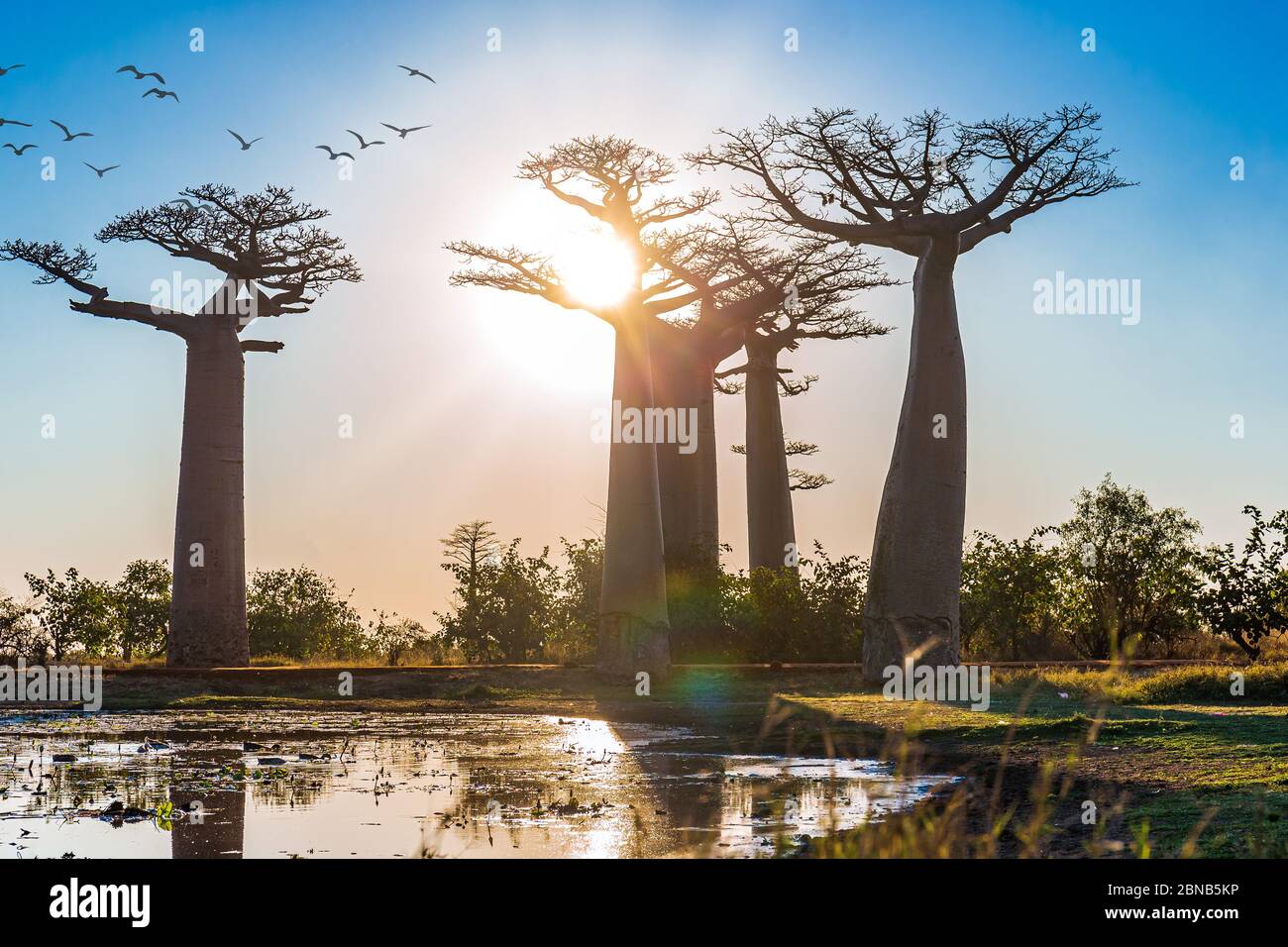 Schöne Baobab Bäume bei Sonnenuntergang an der Allee der Baobabs in Madagaskar Stockfoto