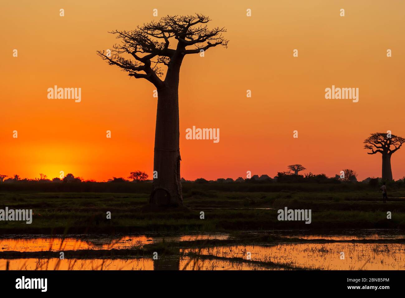 Schöne Baobab Bäume bei Sonnenuntergang an der Allee der Baobabs in Madagaskar Stockfoto