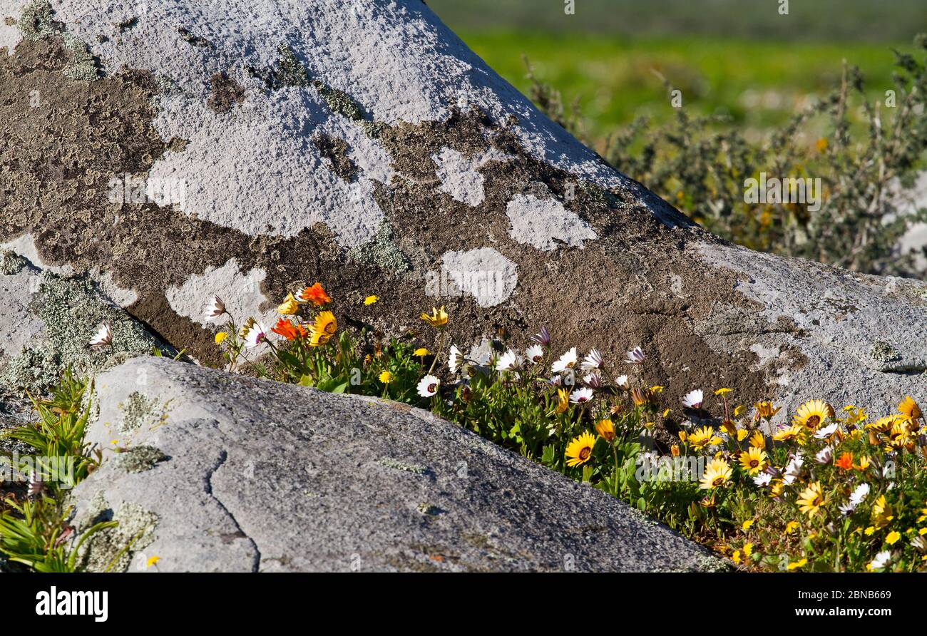 westmantel Wildblumen, Südafrika, Westküste, langebaan Stockfoto