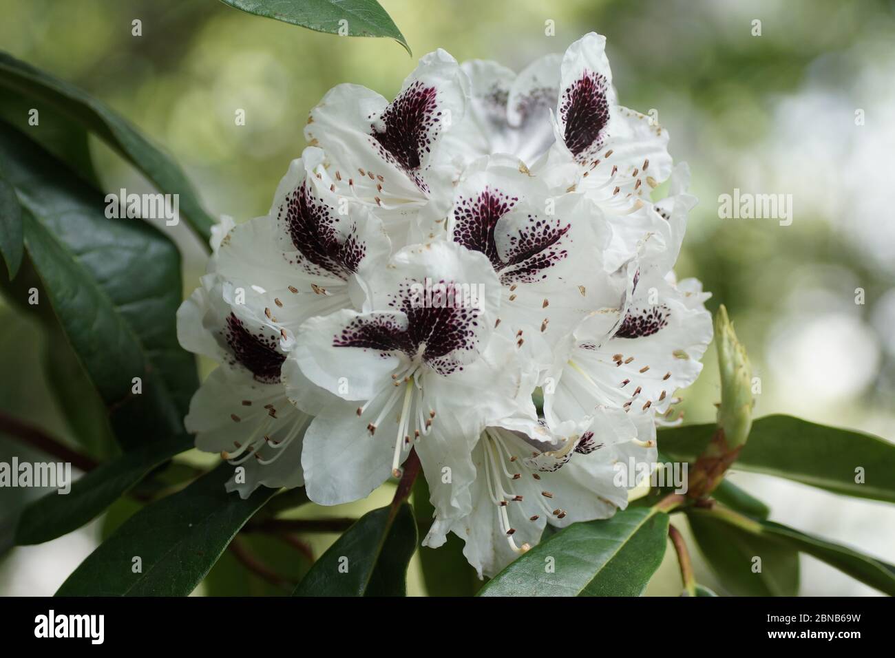 Rhododendron 'Sappho' Stockfoto