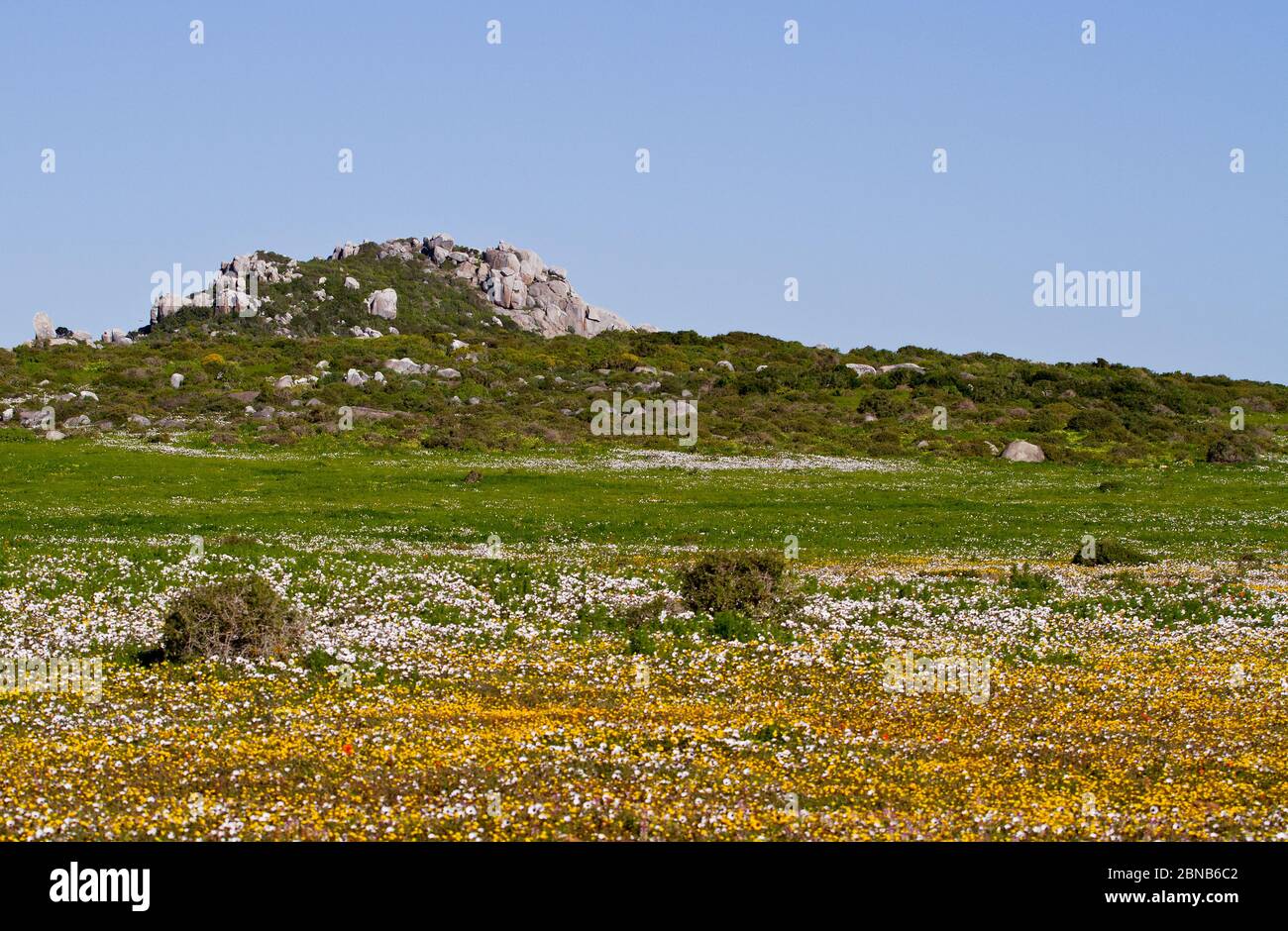 westmantel Wildblumen, Südafrika, Westküste, langebaan Stockfoto